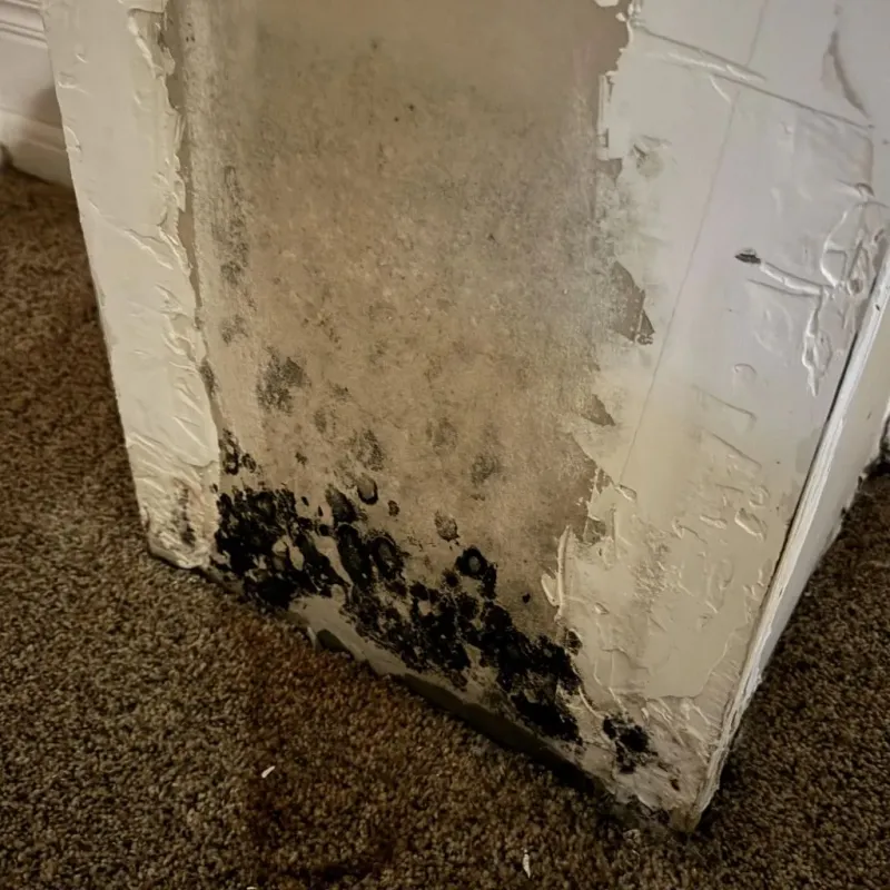 Professional Mold Removal in Fish Hawk, FL